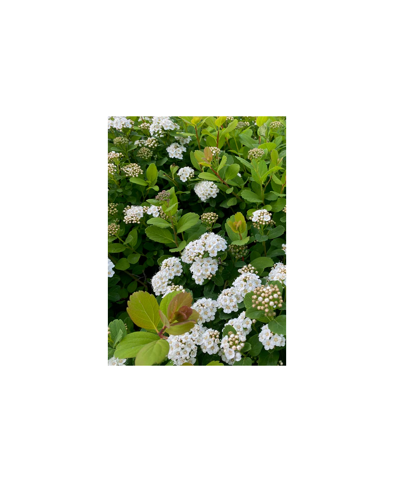 Tawuła brzozolistna 'Tor' Spiraea betulifolia