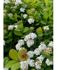 Tawuła brzozolistna 'Tor' Spiraea betulifolia