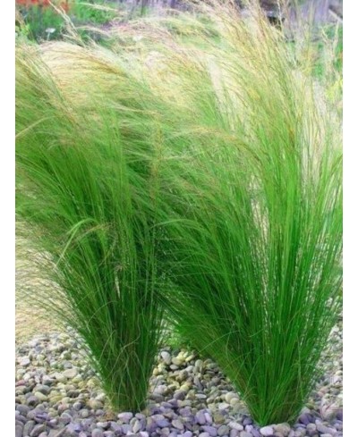 Ostnica 'Pony Tails' Stipa tenuissima