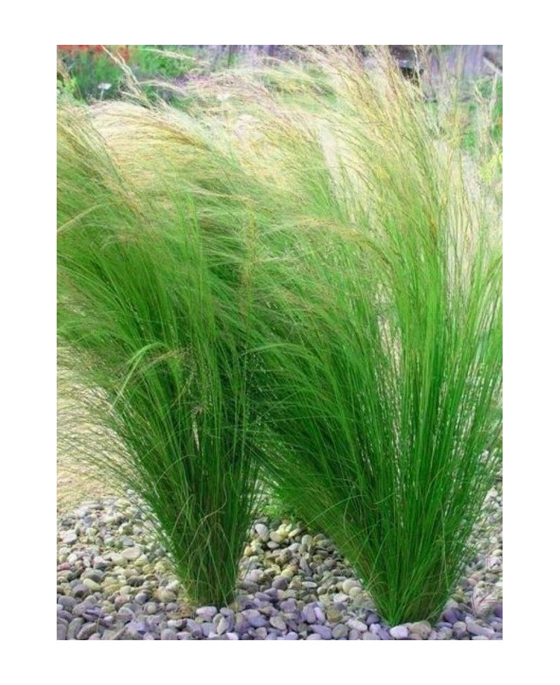Ostnica 'Pony Tails' Stipa tenuissima