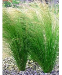 Ostnica 'Pony Tails' Stipa tenuissima