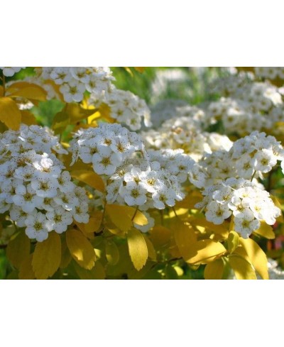 Tawuła van Houtte'a 'Gold Fountain' (Spiraea vanhouttei 'Gold Fountain')