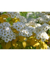 Tawuła van Houtte'a 'Gold Fountain' (Spiraea vanhouttei 'Gold Fountain')