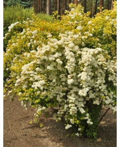 Tawuła 'Gold Fountain' Spiraea vanhouttei