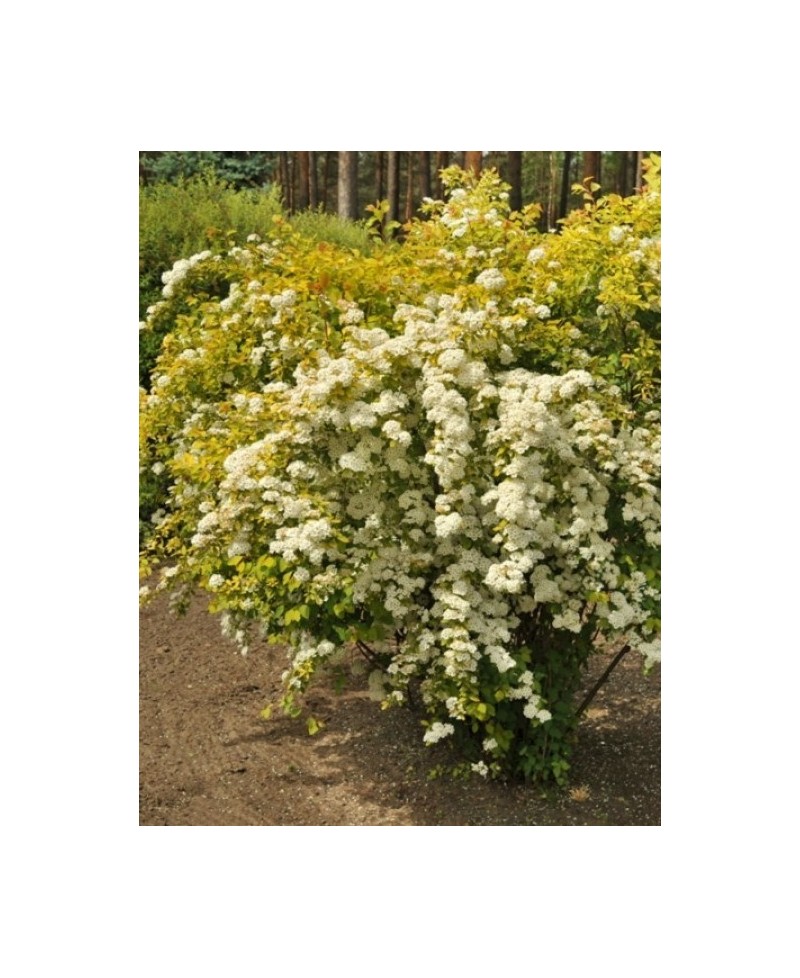 Tawuła 'Gold Fountain' Spiraea vanhouttei
