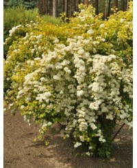 Tawuła 'Gold Fountain' Spiraea vanhouttei
