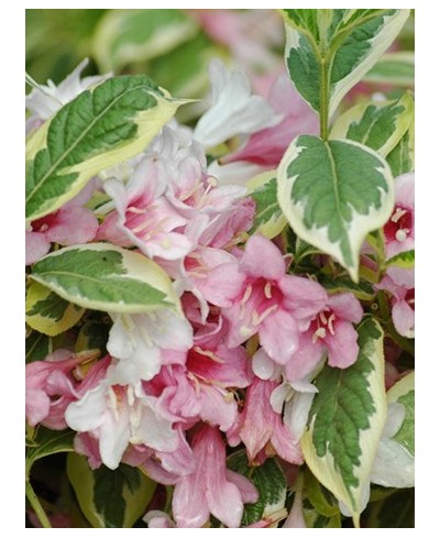 Krzewuszka cudowna 'Variegata' Weigela florida