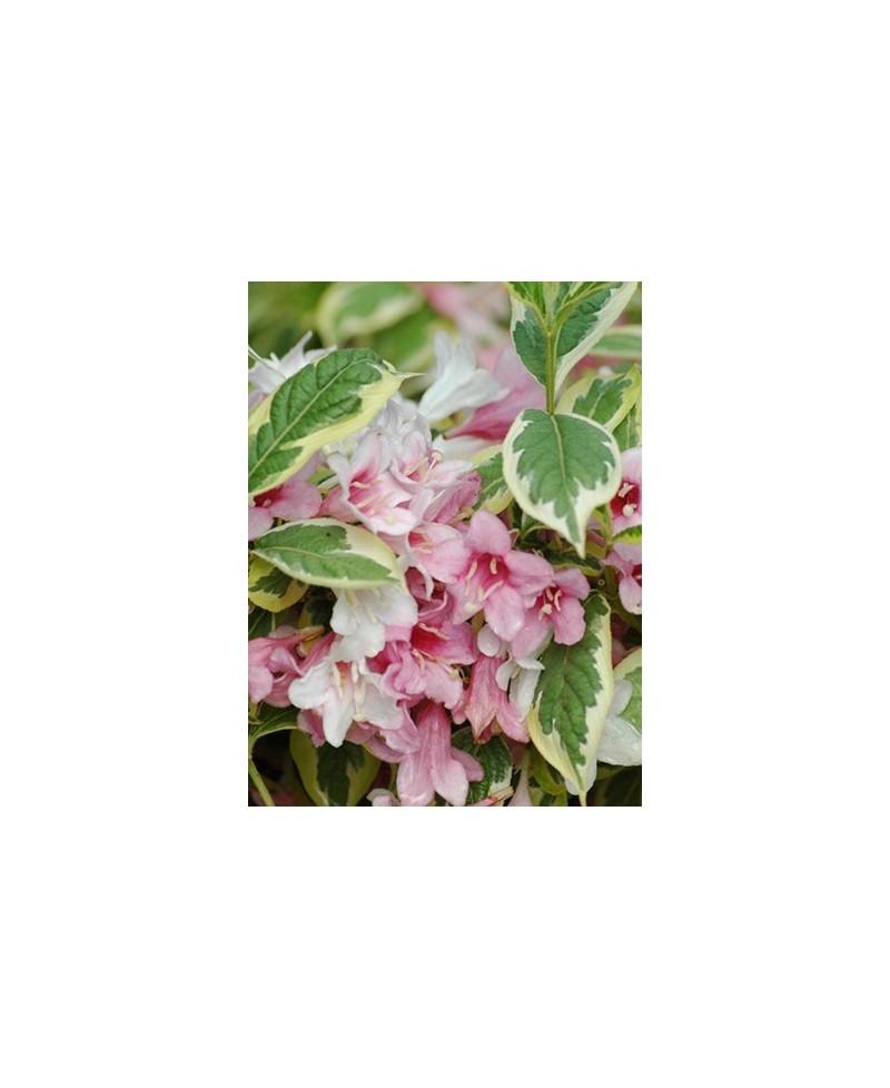 Krzewuszka cudowna 'Variegata' Weigela florida