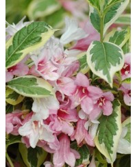 Krzewuszka cudowna 'Variegata' Weigela florida