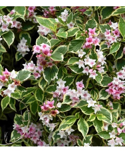 Krzewuszka cudowna 'Variegata' Weigela florida