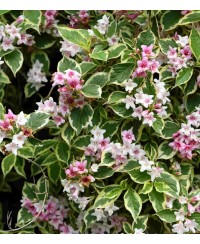 Krzewuszka cudowna 'Variegata' Weigela florida