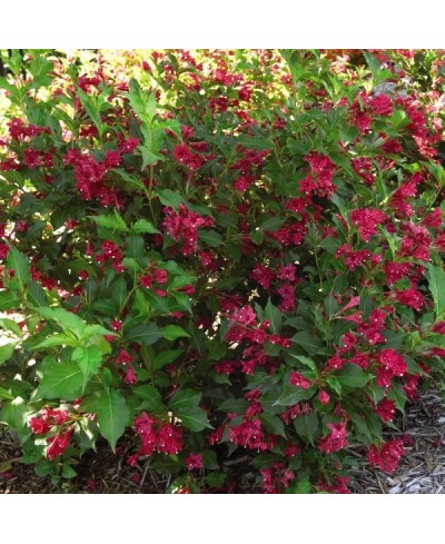 Krzewuszka 'Red Prince' Weigela florida