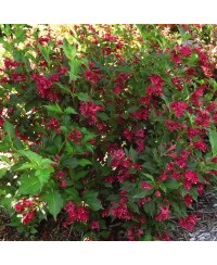 Krzewuszka 'Red Prince' Weigela florida