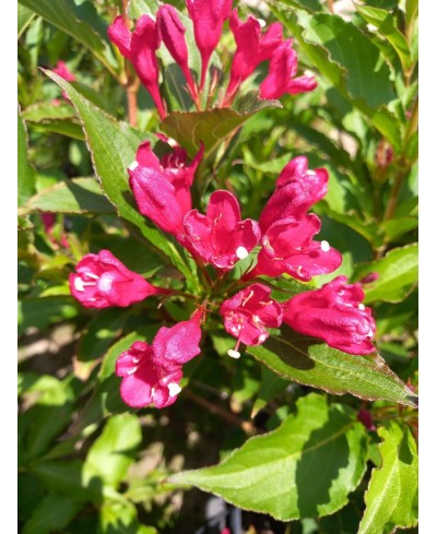 Krzewuszka 'Red Prince' Weigela florida