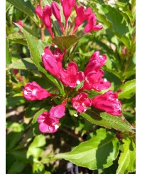 Krzewuszka 'Red Prince' Weigela florida