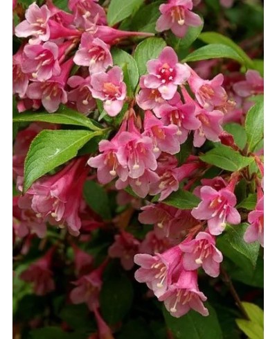 Krzewuszka 'Pink Princess' Weigela florida