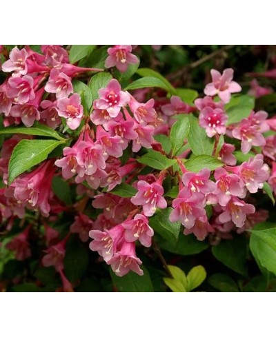 Krzewuszka 'Pink Princess' Weigela florida