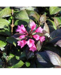 Krzewuszka 'Minor Black' Weigela florida