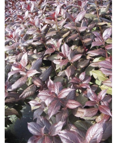 Krzewuszka 'Minor Black' Weigela florida