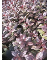 Krzewuszka 'Minor Black' Weigela florida