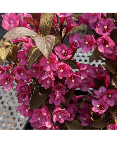 Krzewuszka 'Minor Black' Weigela florida
