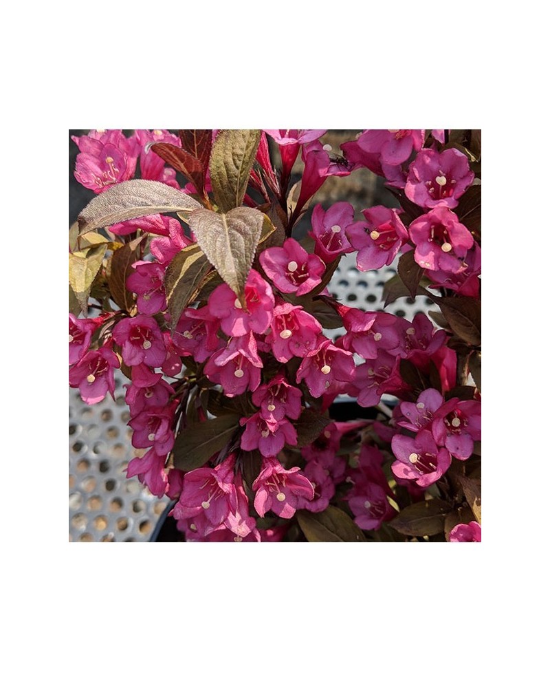Krzewuszka 'Minor Black' Weigela florida