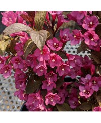 Krzewuszka 'Minor Black' Weigela florida