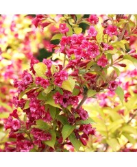 Krzewuszka 'Loomansi Aurea' Weigela florida