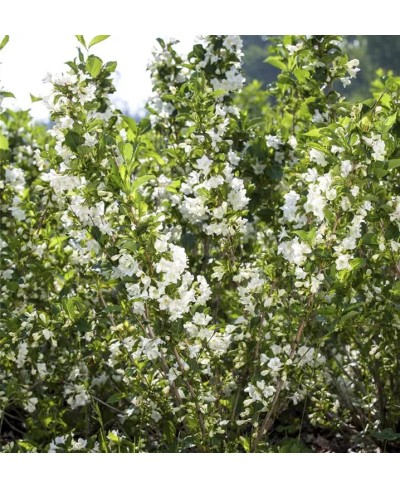 Krzewuszka 'Bristol Snowflake' Weigela florida
