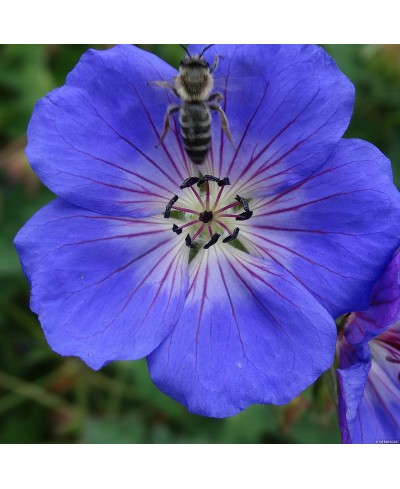 Bodziszek Rozanne – długo kwitnący, niezawodny na rabaty | Lavender-Byliny.pl