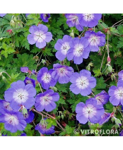 Bodziszek 'Rozanne' Geranium
