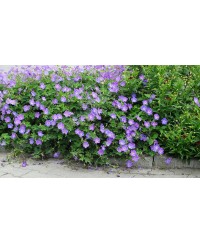 Bodziszek Rozanne – długo kwitnący, niezawodny na rabaty | Lavender-Byliny.pl