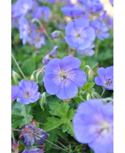 Bodziszek 'Rozanne' Geranium