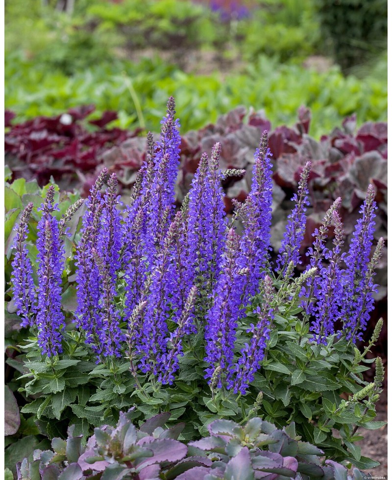 Szałwia omszona 'Rianne' Salvia nemorosa