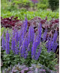 Szałwia omszona 'Rianne' Salvia nemorosa