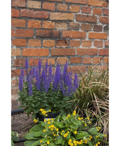 Szałwia omszona 'Rianne' Salvia nemorosa