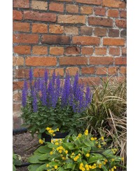 Szałwia omszona 'Rianne' Salvia nemorosa