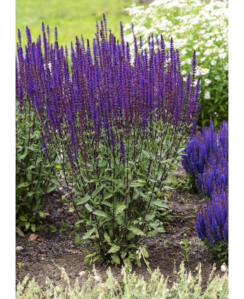 Szałwia 'Caradonna'Salvia nemorosa Salvia nemorosa
