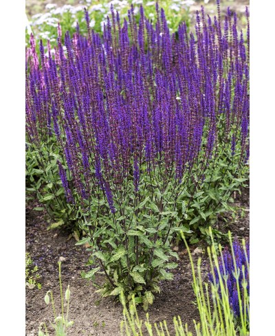 Szałwia 'Caradonna'Salvia nemorosa Salvia nemorosa