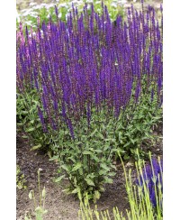 Szałwia 'Caradonna'Salvia nemorosa Salvia nemorosa