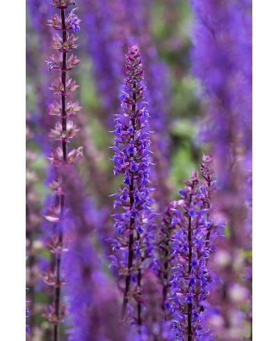 kopia Szałwia omszona 'Rianne' Salvia nemorosa