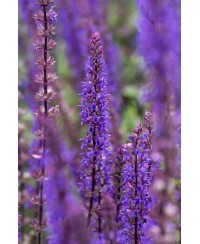kopia Szałwia omszona 'Rianne' Salvia nemorosa