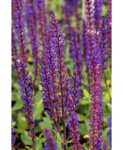 Szałwia 'Caradonna' (Salvia nemorosa) – efektowna bylina do ogrodu