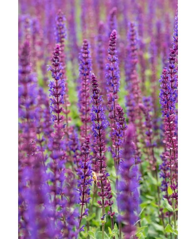 Szałwia 'Caradonna'Salvia nemorosa Salvia nemorosa