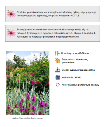 E-book o bylinach – przewodnik po roślinach do pięknego ogrodu