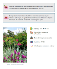 E-book o bylinach – przewodnik po roślinach do pięknego ogrodu