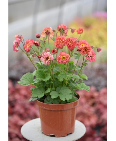Kuklik 'Bohema Pink' Geum