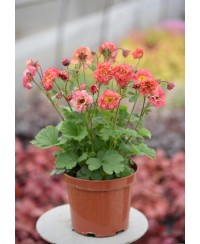 Kuklik 'Bohema Pink' Geum