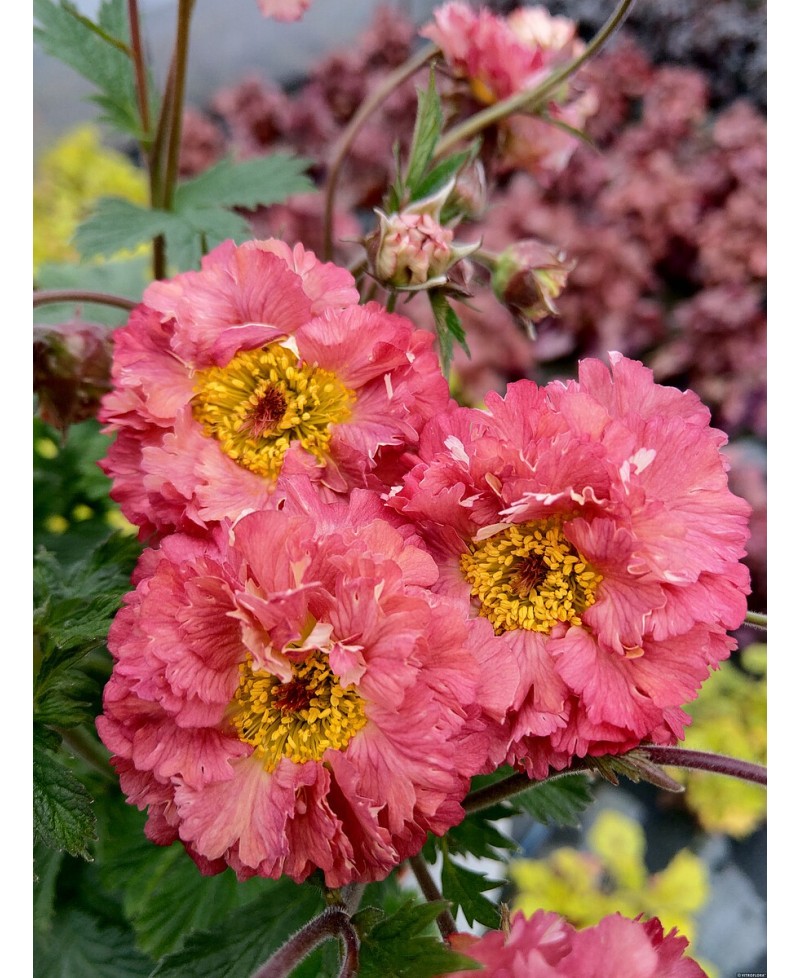 Kuklik 'Bohema Pink' Geum