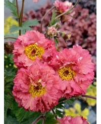 Kuklik 'Bohema Pink' Geum